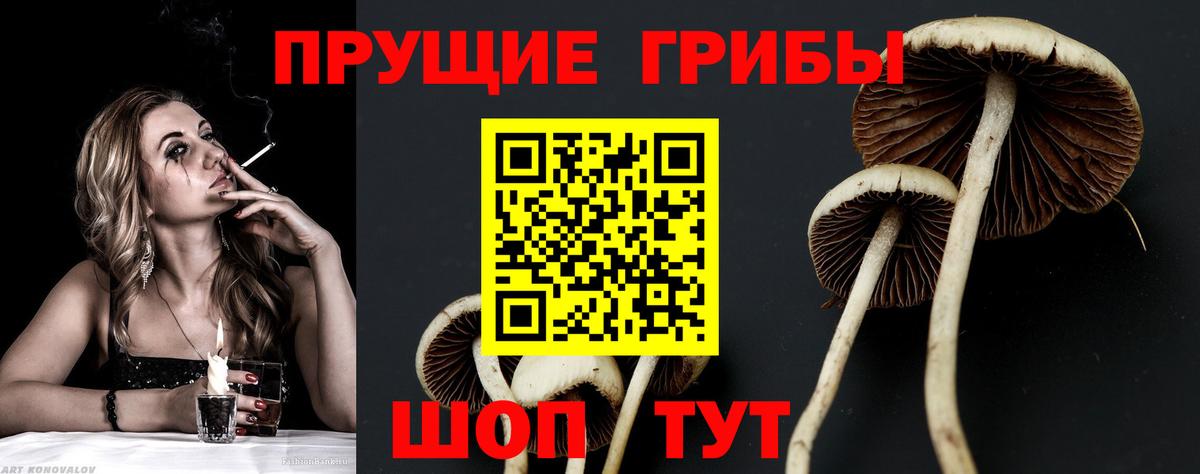 Гудермес  хочу наркоту  Вход с VPN  Галлюциногенные грибы Cubensis 